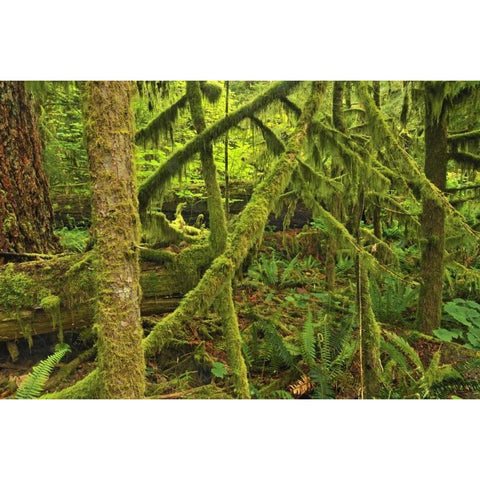 Canada, BC ,Mossy trees in Cathedral Grove Gold Ornate Wood Framed Art Print with Double Matting by Grandmaison, Mike