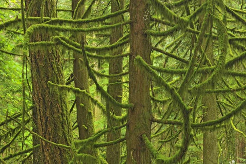 Canada, BC ,Mossy trees in Cathedral Grove Black Ornate Wood Framed Art Print with Double Matting by Grandmaison, Mike