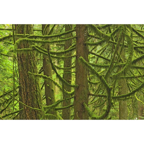 Canada, BC ,Mossy trees in Cathedral Grove Black Modern Wood Framed Art Print by Grandmaison, Mike