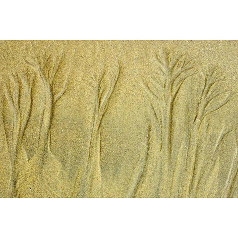 Canada, Pacific Rim NP Patterns on the beach Gold Ornate Wood Framed Art Print with Double Matting by Grandmaison, Mike