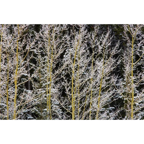 Canada, BC, Mt Robson PP Hoarfrost on aspens White Modern Wood Framed Art Print by Grandmaison, Mike