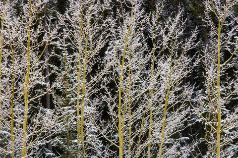 Canada, BC, Mt Robson PP Hoarfrost on aspens Black Ornate Wood Framed Art Print with Double Matting by Grandmaison, Mike