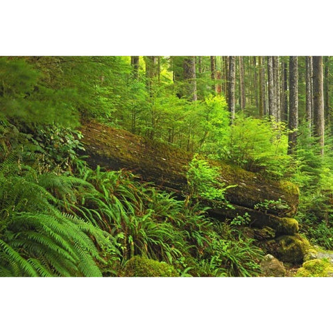 Canada, BC, Plants growing on log in rain forest Gold Ornate Wood Framed Art Print with Double Matting by Grandmaison, Mike
