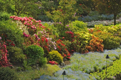 Canada, BC, Vancouver Blooming flowers Black Ornate Wood Framed Art Print with Double Matting by Grandmaison, Mike