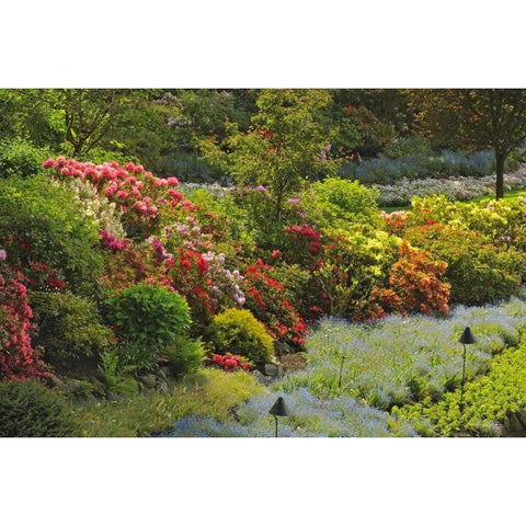 Canada, BC, Vancouver Blooming flowers Gold Ornate Wood Framed Art Print with Double Matting by Grandmaison, Mike