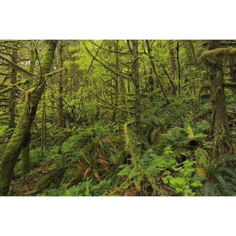 Canada, BC, Golden Ears PP Coastal rain forest White Modern Wood Framed Art Print by Grandmaison, Mike