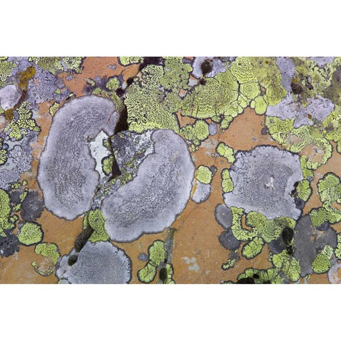 Canada, British Columbia Lichen on rock Black Modern Wood Framed Art Print by Paulson, Don
