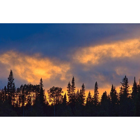 Canada-British Columbia-Liard River Hot Springs Provincial Park Sunset and forest silhouette Black Modern Wood Framed Art Print by Jaynes Gallery