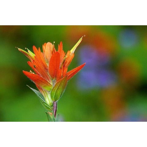 Canada-British Columbia-Valemount Indian paintbrush flower close-up Black Modern Wood Framed Art Print by Jaynes Gallery