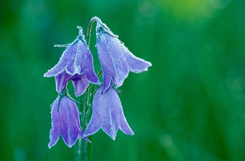 Canada-British Columbia-Valemount Forest on harebell flowers Black Ornate Wood Framed Art Print with Double Matting by Jaynes Gallery