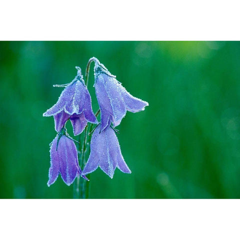 Canada-British Columbia-Valemount Forest on harebell flowers Black Modern Wood Framed Art Print by Jaynes Gallery