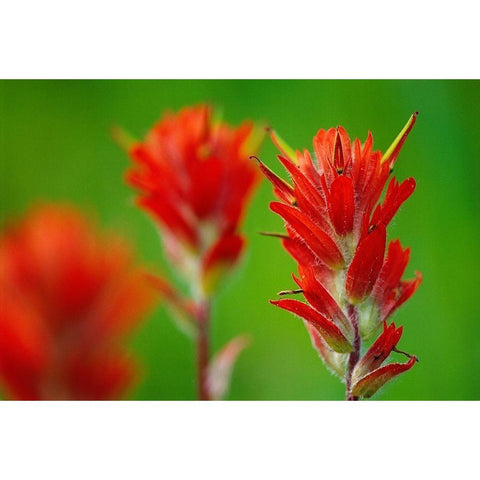 Canada-British Columbia-Valemount Indian paintbrush flowers close-up Black Modern Wood Framed Art Print with Double Matting by Jaynes Gallery