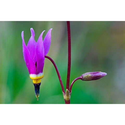 Canada-British Columbia-Kootenay National Park Common shooting star flower close-up Black Modern Wood Framed Art Print by Jaynes Gallery
