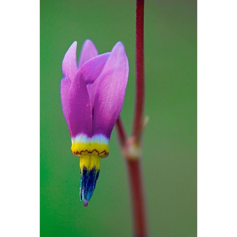 Canada-British Columbia-Kootenay National Park Common shooting star flower close-up White Modern Wood Framed Art Print by Jaynes Gallery