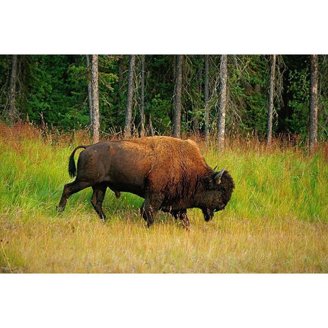 Canada-British Columbia-Coal River Wood bison close-up Black Modern Wood Framed Art Print by Jaynes Gallery