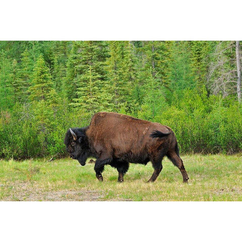 Canada-British Columbia-Coal River Wood bison close-up Black Modern Wood Framed Art Print with Double Matting by Jaynes Gallery