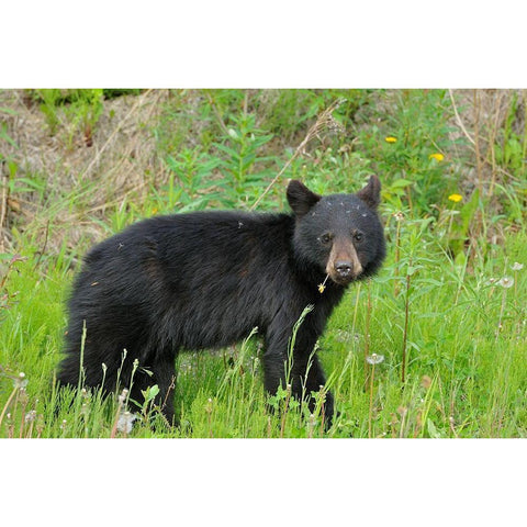 Canada-British Columbia-Whistler American black bear cub close-up Black Modern Wood Framed Art Print by Jaynes Gallery