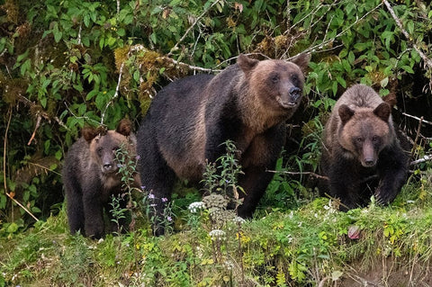 Canada-British Columbia-Great Bear Rainforest Khutze Inlet Brown bear mother and cubs Black Ornate Wood Framed Art Print with Double Matting by Hopkins, Cindy Miller