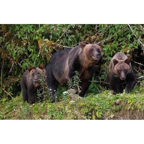 Canada-British Columbia-Great Bear Rainforest Khutze Inlet Brown bear mother and cubs White Modern Wood Framed Art Print by Hopkins, Cindy Miller