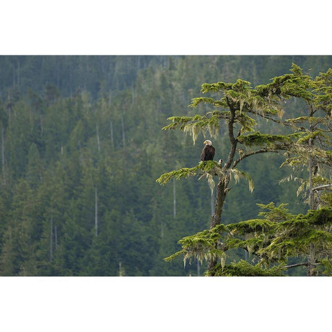British Columbia A Bald Eagle perches on a limb amid Bearded Lichen in forested Vancouver Island White Modern Wood Framed Art Print by Luhm, Gary