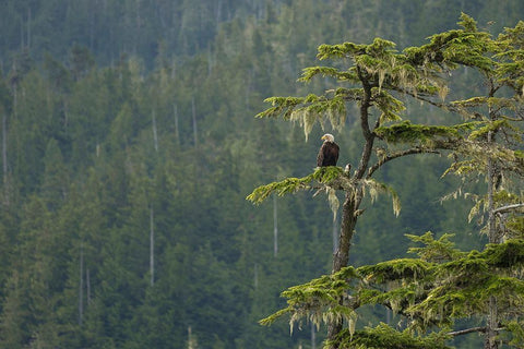 British Columbia A Bald Eagle perches on a limb amid Bearded Lichen in forested Vancouver Island Black Ornate Wood Framed Art Print with Double Matting by Luhm, Gary