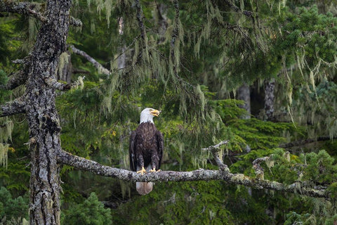 Canada-British Columbia A Bald Eagle perches on a limb amid Bearded Lichen White Modern Wood Framed Art Print with Double Matting by Luhm, Gary