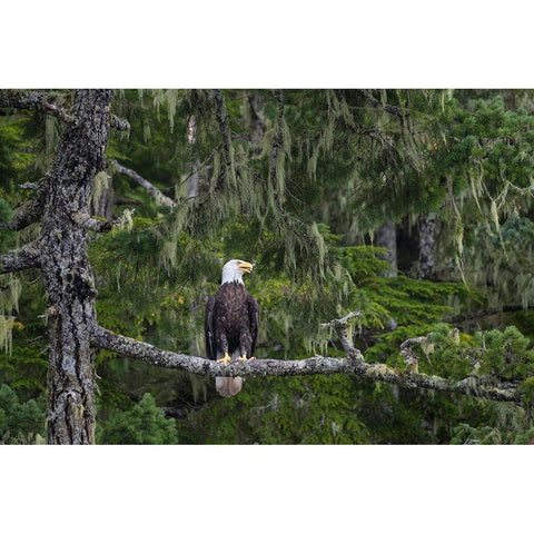 Canada-British Columbia A Bald Eagle perches on a limb amid Bearded Lichen Gold Ornate Wood Framed Art Print with Double Matting by Luhm, Gary