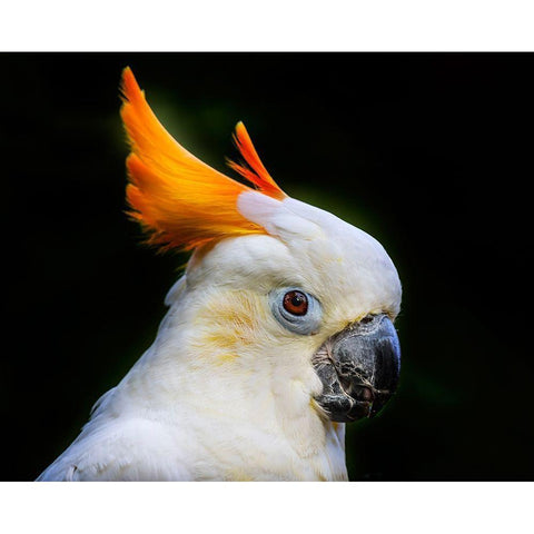 Orange Crest Citron Crested Cockatoo Medium sized cockatoo endangered species from Indonesia Black Modern Wood Framed Art Print by Perry, William