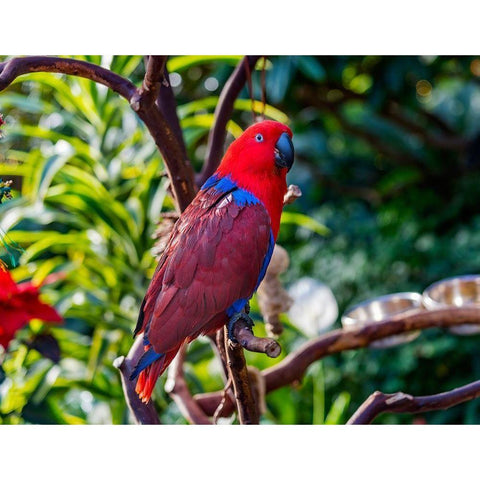 Red blue Female Eclectus Parrot close-up Native to Solomon Islands-New Guinea Gold Ornate Wood Framed Art Print with Double Matting by Perry, William