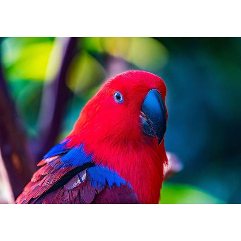 Red blue Female Eclectus Parrot close-up Native to Solomon Islands-New Guinea Gold Ornate Wood Framed Art Print with Double Matting by Perry, William