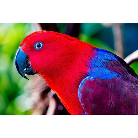 Red blue Female Eclectus Parrot close-up Native to Solomon Islands-New Guinea Black Modern Wood Framed Art Print with Double Matting by Perry, William
