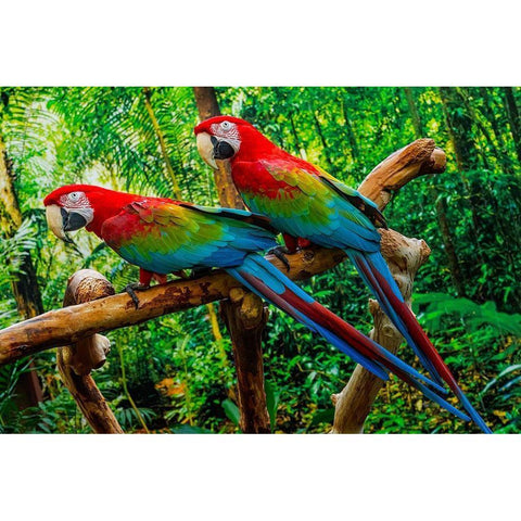 green Wing Macaws-Originally from South America, Black Modern Wood Framed Art Print with Double Matting by Perry, William