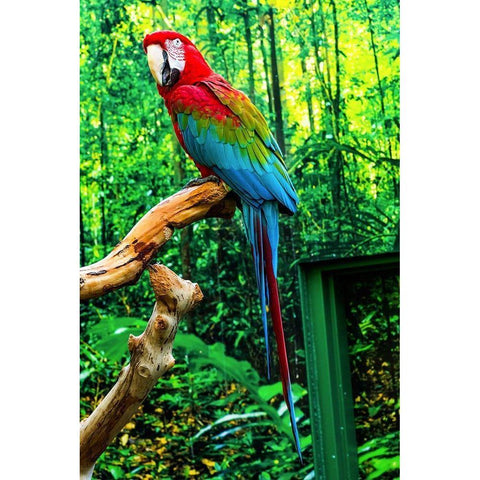 green Wing Macaw Originally from South America, Black Modern Wood Framed Art Print with Double Matting by Perry, William