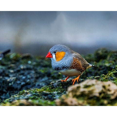 Orange-cheeked Waxbill Close-Up Originated Western Africa White Modern Wood Framed Art Print by Perry, William
