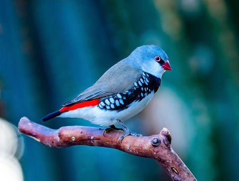 Red Grey Diamond Firetail Finch Plumage Close-Up Native of Australia White Modern Wood Framed Art Print with Double Matting by Perry, William