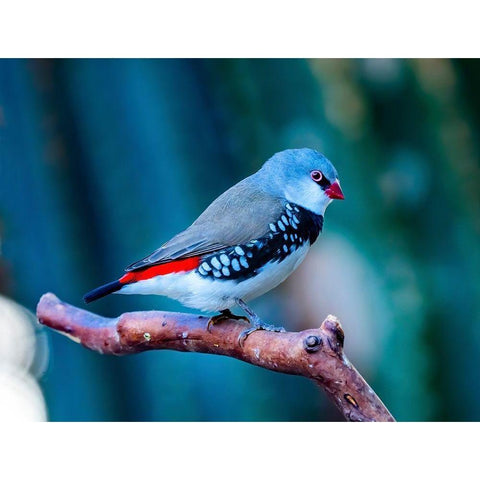 Red Grey Diamond Firetail Finch Plumage Close-Up Native of Australia Black Modern Wood Framed Art Print by Perry, William