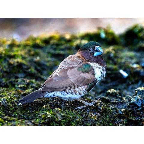 Society Finch Plumage Close-Up Native of North America Black Modern Wood Framed Art Print with Double Matting by Perry, William