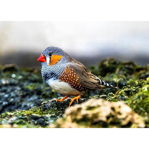 Orange-cheeked Waxbill Close-Up Originated Western Africa Gold Ornate Wood Framed Art Print with Double Matting by Perry, William