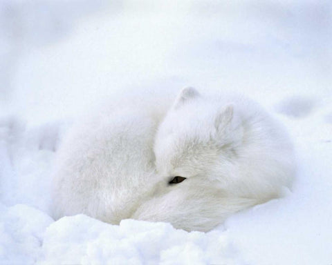Canada, Churchill Artic fox rests in a snowdrift Black Ornate Wood Framed Art Print with Double Matting by Kelley, David