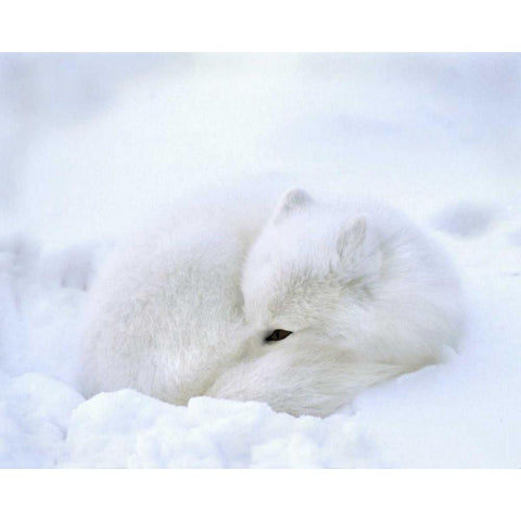 Canada, Churchill Artic fox rests in a snowdrift Black Modern Wood Framed Art Print with Double Matting by Kelley, David