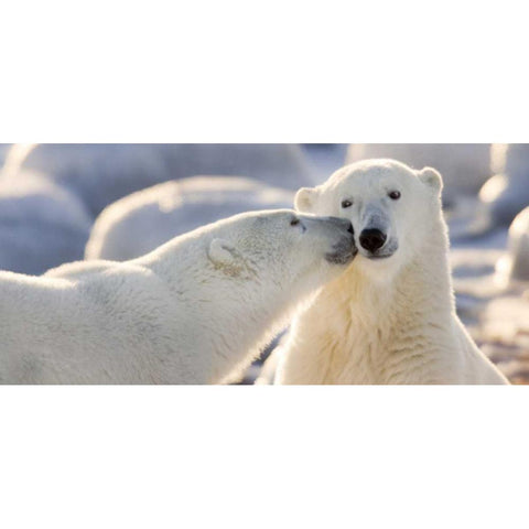 Canada, Manitoba, Churchill Polar bear kiss Gold Ornate Wood Framed Art Print with Double Matting by Kaveney, Wendy