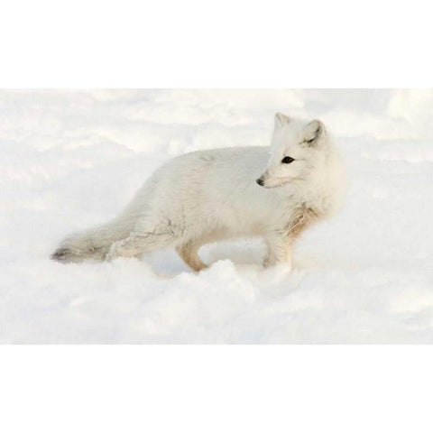 Canada, Manitoba, Hudson Bay Arctic fox in snow Black Modern Wood Framed Art Print with Double Matting by Kaveney, Wendy