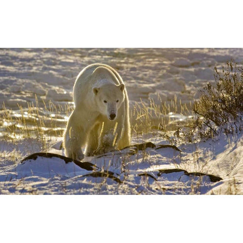 Canada, Manitoba, Churchill Backlit polar bear Black Modern Wood Framed Art Print with Double Matting by Kaveney, Wendy