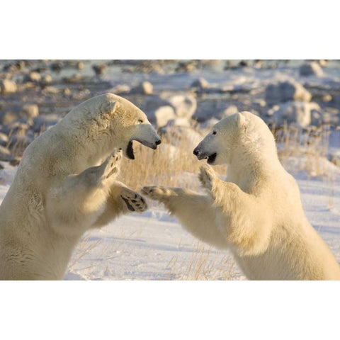 Canada, Churchill Sparring polar bears White Modern Wood Framed Art Print by Kaveney, Wendy