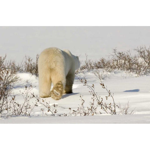 Canada, Manitoba, Churchill Walking polar bear Gold Ornate Wood Framed Art Print with Double Matting by Kaveney, Wendy