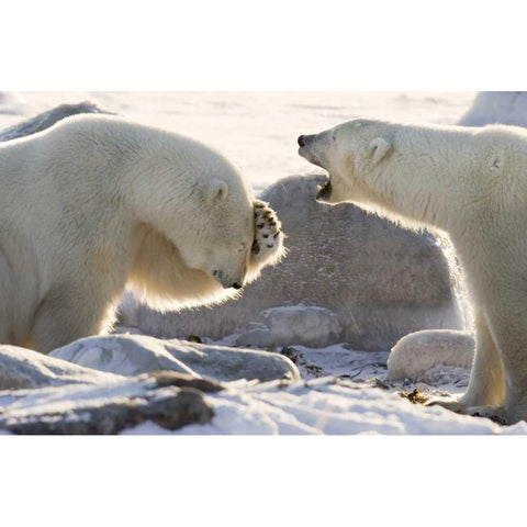 Canada, Churchill Two polar bears share a joke Black Modern Wood Framed Art Print by Kaveney, Wendy