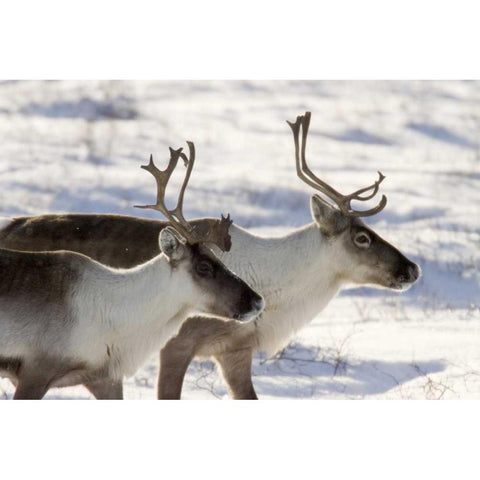 Canada, Manitoba, Hudson Bay Two caribou Black Modern Wood Framed Art Print with Double Matting by Kaveney, Wendy