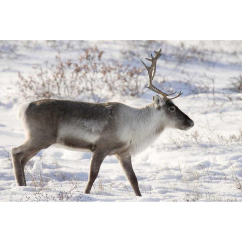 Canada, Manitoba, Caribou in snowy landscape Black Modern Wood Framed Art Print by Kaveney, Wendy