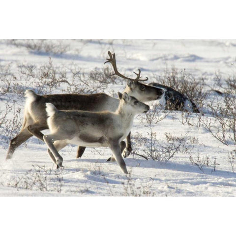 Canada, Manitoba, Caribou starting to run Black Modern Wood Framed Art Print with Double Matting by Kaveney, Wendy