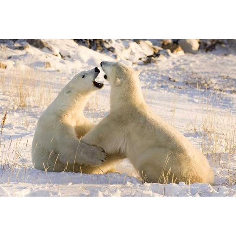 Canada, Churchill Sparring polar bears Black Modern Wood Framed Art Print by Kaveney, Wendy